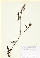 藏品(黃細心)的圖片